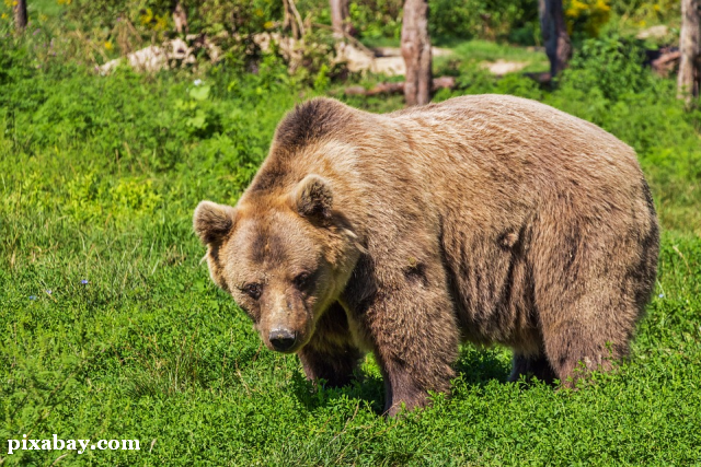 L’ours dans les légendes d’automne