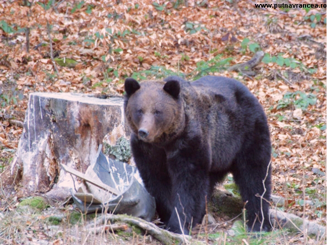 Le Parc Naturel Putna de Vrancea