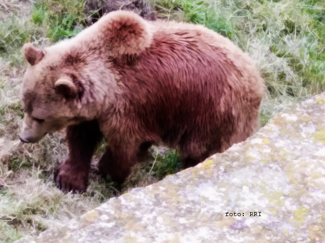 Les journées de l’ours