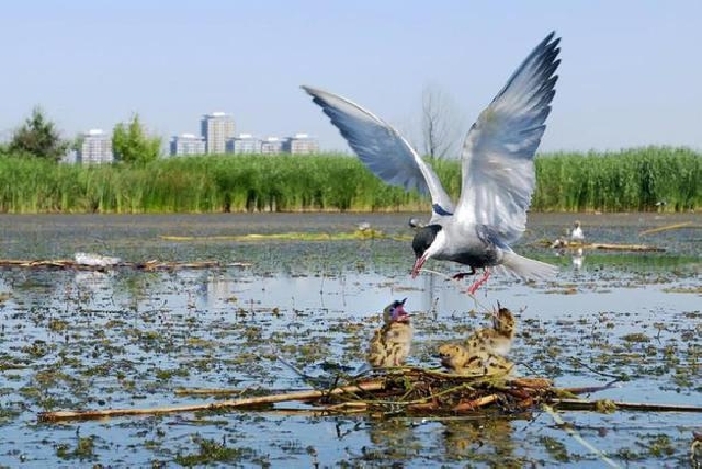 Bucarest réchauffe ses ailes