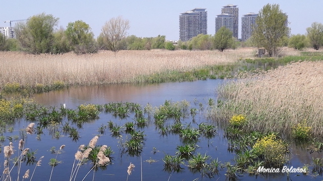 L’observation des oiseaux dans le Parc naturel de Văcăreşti