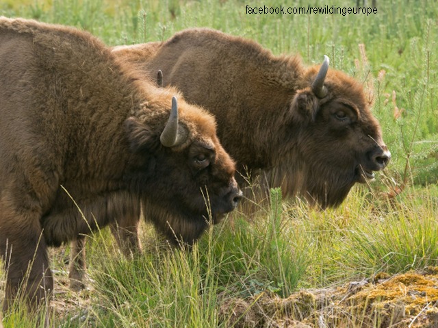 Les bisons d’Europe libres du Banat de Montagne