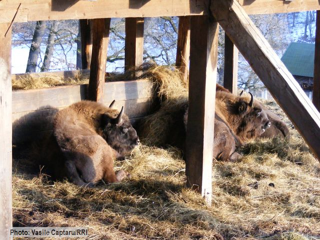 Wisente in freier Wildbahn im Fogarasch-Gebirge