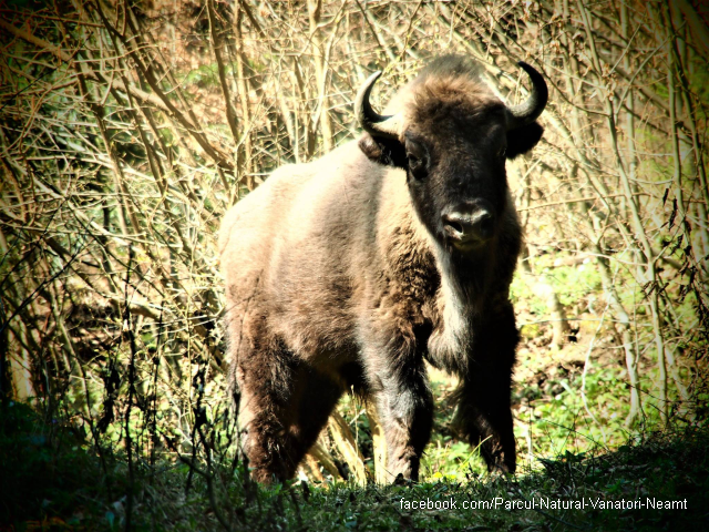 The European Bison in the Carpathian Mountains