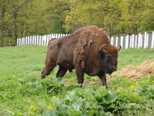 Au Pays des Bisons