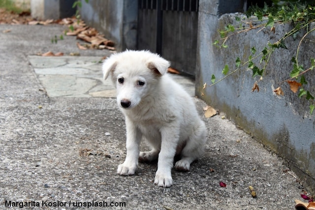 Cane abbandonato, cerca un brav’uomo