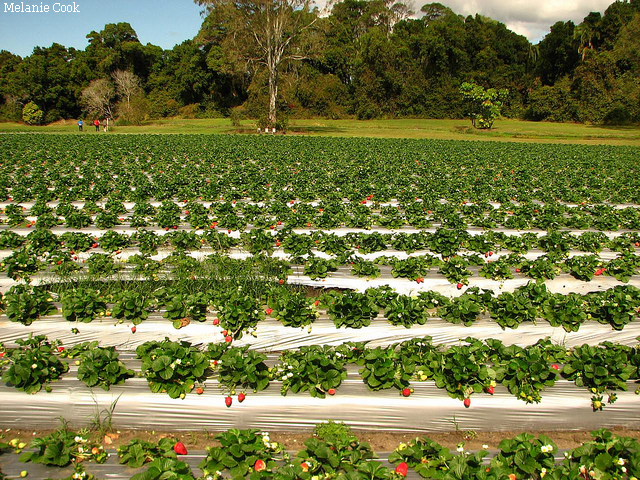 La culture des fraises en Roumanie