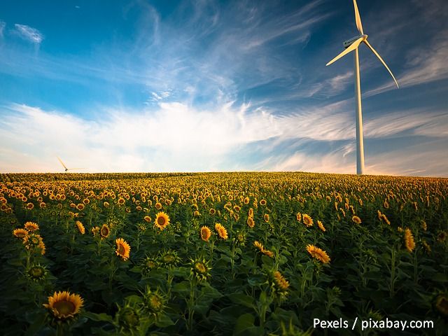 Guy Le Louët (France) – Y a-t-il pénurie d’huile de tournesol en Roumanie ?