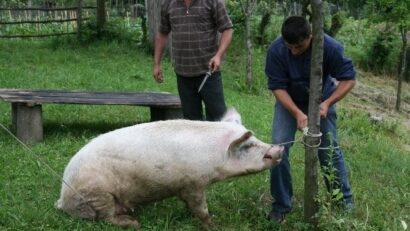 Tuer le cochon, aussitôt dit, aussitôt fait