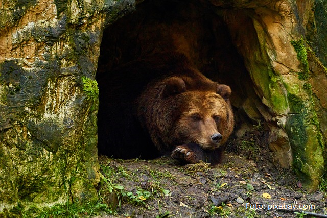 Ziua ursului sărbătorită la Zoo