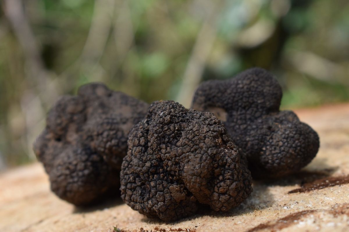 La chasse aux truffes en Bucovine