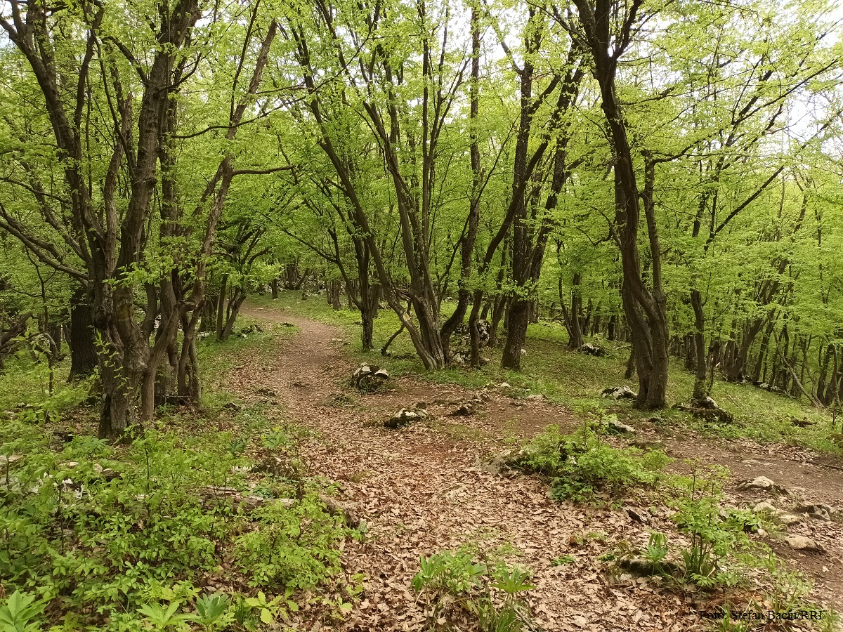 Parcul Natural Porțile de Fier