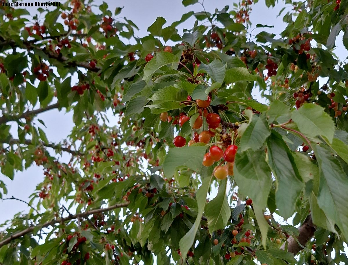 Fruit Picking