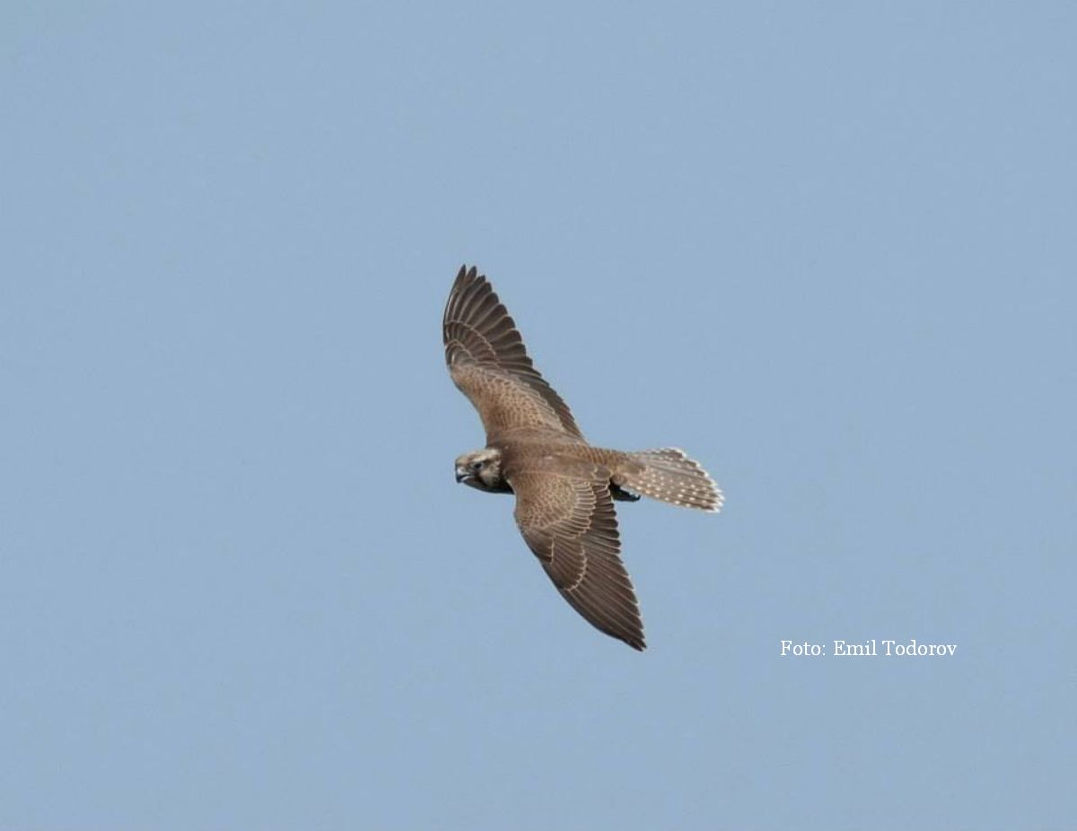 The Danube falcon