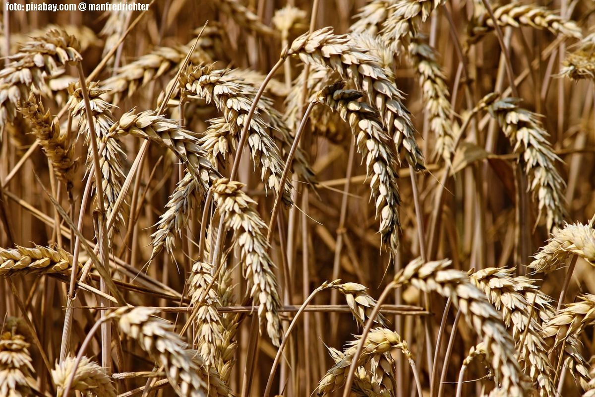 Grain transshipment terminal is inaugurated in Suceava