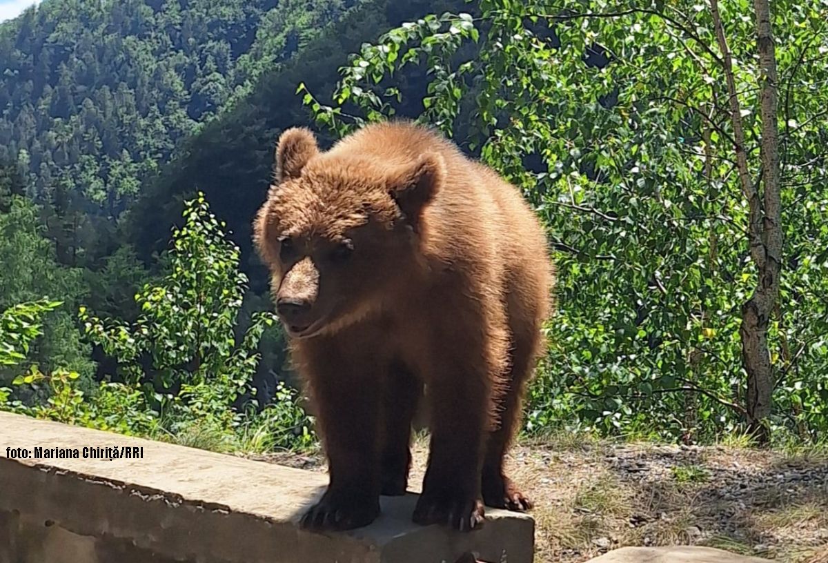 Mesures visant la gestion des populations d’ours