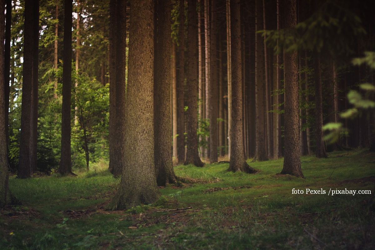 Un nuovo Codice Forestale