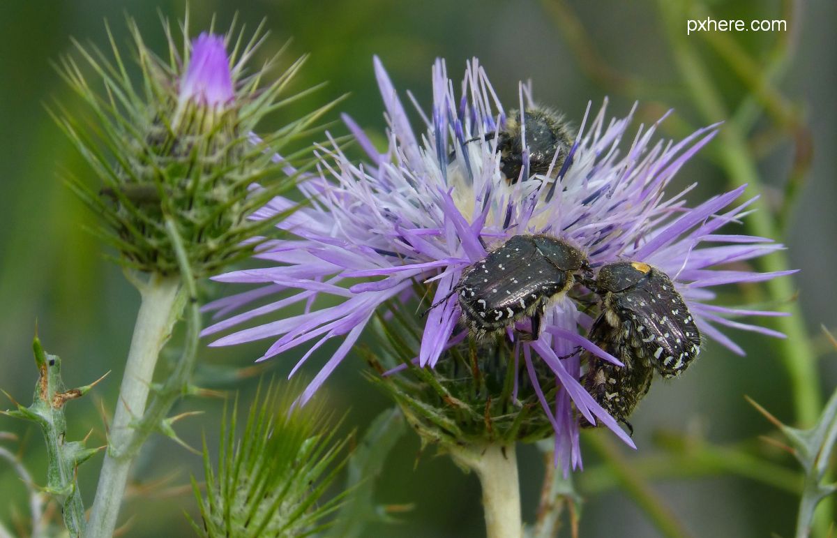 Globalizarea aduce specii noi de coleoptere în România